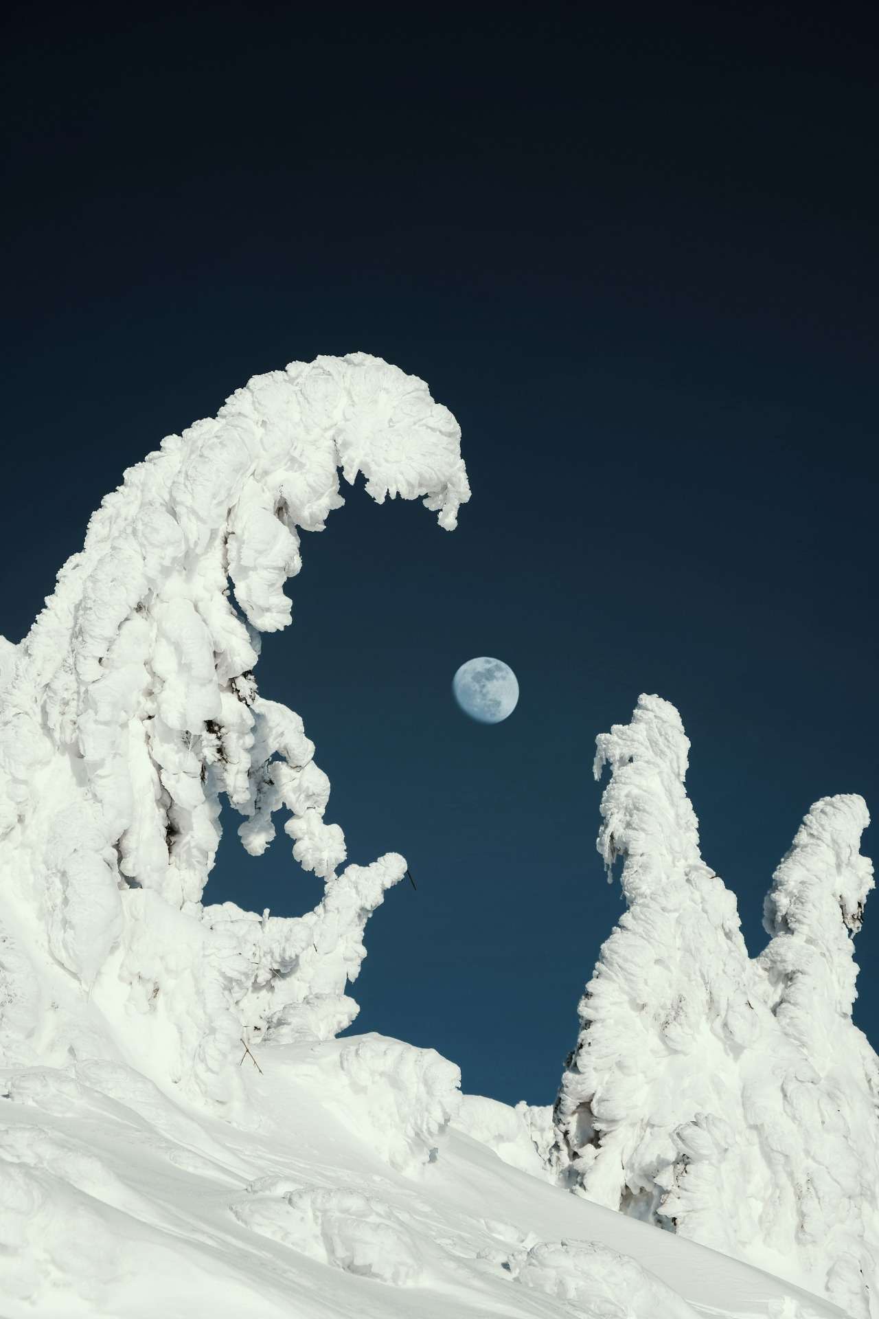 想去藏王看传说中的“雪怪”树冰吗? | 博客 | 包租JTS(有限公司)社巴士